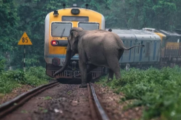 மட்டக்களப்பில் இருந்து சென்ற புகையிரதத்துடன் மோதி யானை உயிரிழப்பு