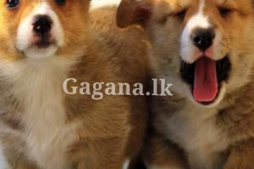 සිත්පිත් නැති මිනිසෙක්, බැල්ලියකට සහ බලු පැටව් හතකට ගිනි තබා ඝාතනය කරලා..