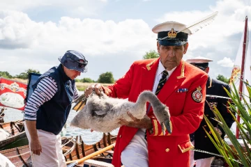 பிரித்தானியாவில் அன்னப் பறவை கணக்கெடுப்பு தொடக்கம்