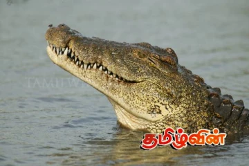 காத்தான்குடியில் இறந்த நிலையில் கரையொதுங்கிய இராட்சத முதலை