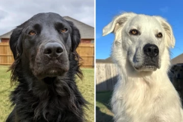 2 ஆண்டுகளில் முற்றிலும் வெள்ளையாக மாறிய கருப்பு நாய்
