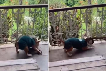 தன்னை வேட்டையாட முயற்சித்த நாய்க்கு பாம்பு கொடுத்த டுவிஸ்ட்!