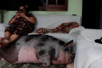 ‘‘ விடவும் மனசு இல்ல , சமாளிக்கவும் முடியல ’’   -   பன்றி வளர்க்க ஆசைபட்டு கடனாளியான பெண்