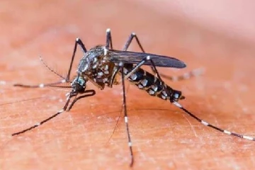 யாழில் தீவிரமடைந்த டெங்கு...மூன்று வாரத்தில் பாரியளவில் அதிகரிப்பு