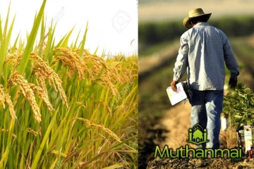 நெல்லுக்கான புதிய விலை! வெளியான தகவல்