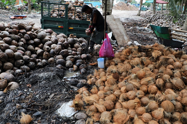 விண்ணை முட்டிய தேங்காய் விலை -மக்கள் பெரும் சிரமம் | Coconut Price High