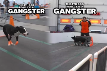 Viral Video: போட்டியில் நாய் செய்த சாகசத்தால் அதிர்ச்சியில் ஆழ்த்திய காணொளி