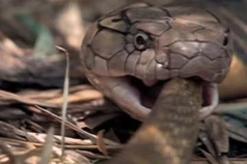 சாரைப்பாம்பை உயிருடன் விழுங்கிய கொடிய நாகம்! திகிலூட்டும் வீடியோ