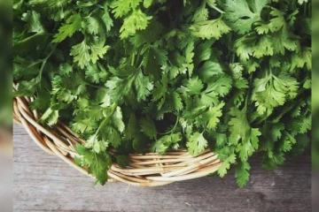 கொத்தமல்லி இலைகள் மாதக்கணக்கில் அழுகாமல் இருக்க வேண்டுமா? அப்போ இதை ட்ரை பண்ணுங்க