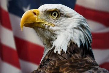 அமெரிக்காவின் தேசிய பறவையாக அறிவிக்கப்பட்ட வழுக்கை கழுகு!