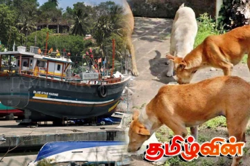 தங்காலையில் நாய்களுக்கும் ஐஸ்.. அதிர்ச்சிக்குள்ளாக்கும் தகவல்கள்!