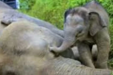 தமிழகத்தில் கடந்த 6 வருடத்தில் இவ்வுளவு யானைகள் இறந்துள்ளதா? வெளியான அதிர்ச்சி தகவல்