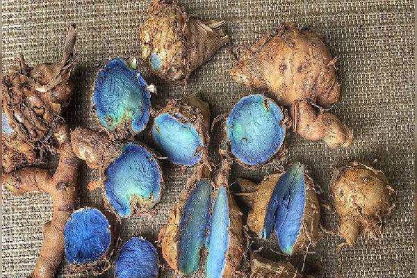 கொடிய பிரச்சனைக்கு முடிவு கட்டும் கருப்பு மஞ்சள் - ஆரோக்கிய நன்மைகள் இதோ | Benefits Of Black Turmeric People With Asthma