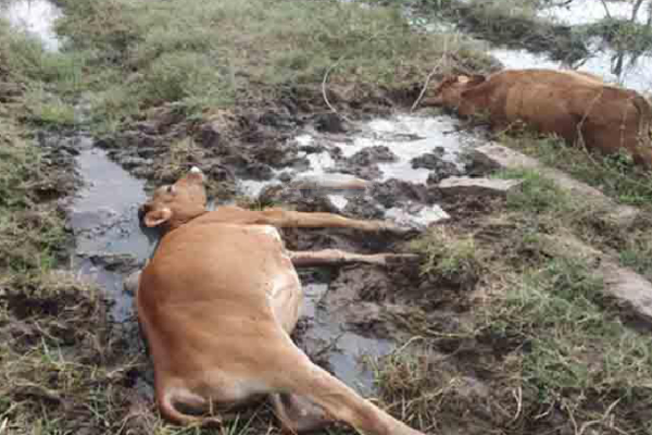 தமிழர் பகுதியில் கொடூரம் ; நஞ்சுவைத்து கொல்லப்பட்ட 15 மாடுகள்! | Cows Were Killed By Suffocation