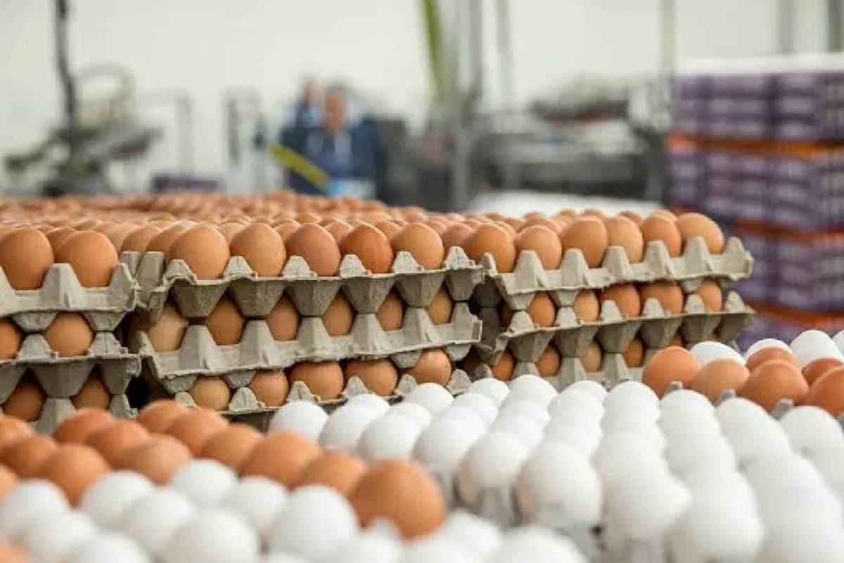 போர் பதற்றம் எதிரொலி.., நாமக்கலில் ஒரு கோடி முட்டைகள் தேக்கம் | 10M Eggs Are Stranded In Namakkal Due To Export போர் பதற்றம் எதிரொலி.., நாமக்கலில் ஒரு கோடி முட்டைகள் தேக்கம் | 10M Eggs Are Stranded In Namakkal Due To Export