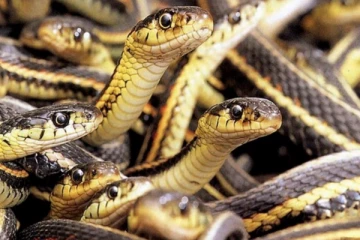 ஜேர்மனியில் 110 பாம்புகளை வளர்த்துவந்துள்ள இளம்பெண்ணிற்க்கு நேர்ந்த விபரீதம்!