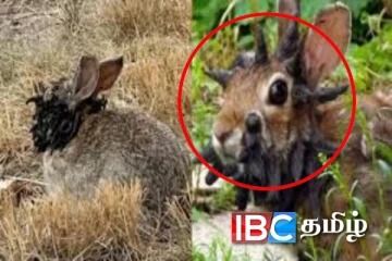 அமெரிக்காவில் வினோதம் : கொம்புகளுடன் சுற்றித்திரியும் முயல்கள்