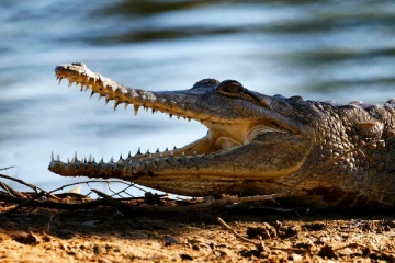 மீன் பிடித்தவரை இழுத்துச் சென்ற முதலை!