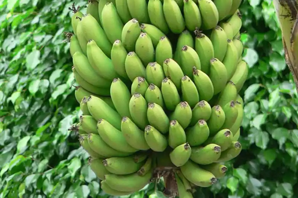 உடல் எடையை குறைக்கும் வாழைப்பழம் | Bananas For Weight Loss