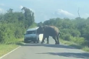 யானையின் பிடியிலிருந்து நொடிப்பொழுதில் தப்பிய பயணிகள்! - வைரலாகும் காணொளி