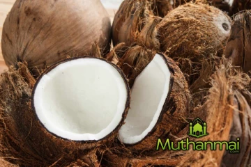 தேங்காய் விலை உயர்வுக்கான காரணம் வெளியானது..