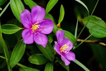 ඖෂධ ලොව රජු හීන් බෝවිටියා ගුණ ගැන ඔබ දන්නවාද..?