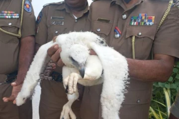 இலங்கையில் அரிய வகை வெள்ளை நிற கழுகுடன் சிக்கிய நபர்!