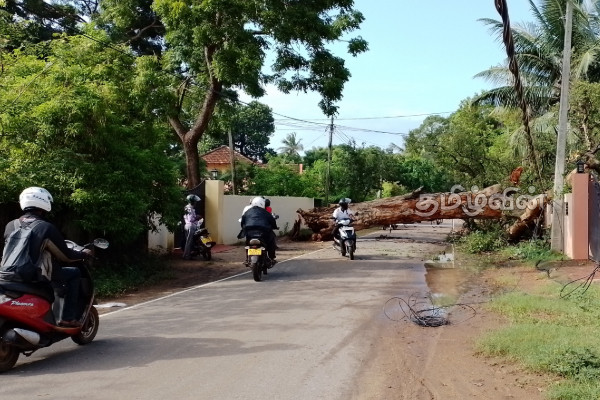 200 வருடங்கள் பழமை வாய்ந்த மலைவேம்பு சரிந்து விழுந்தது (Video) | Tree Felt In Jaffna