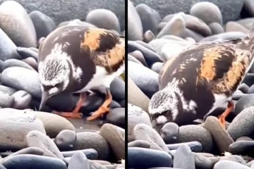 இரையை இலக்கு வைத்து கற்களை அசால்ட்டாக தள்ளிவிடும் பறவை... வியப்பூட்டும் காட்சி