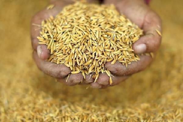 குறைவான நிலையில் காணப்படும் நெல் கையிருப்பு | Low Rice Stocks