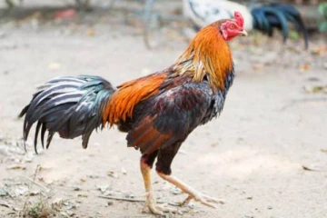 தூங்கவிடாமல் செய்த சேவல் மீது புகார் அளித்த பக்கத்துவீட்டுக்காரர்.., அதிகாரிகள் எடுத்த நடவடிக்கை