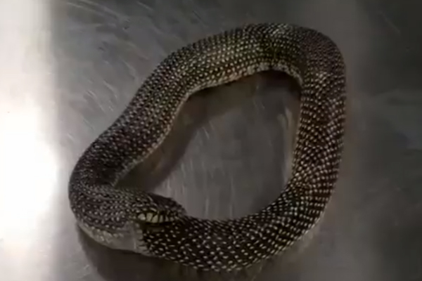 snake eat own body