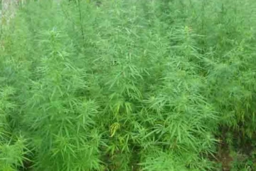 හොර රහසේ වගා කළ කංසා හේනක් වටලයි..