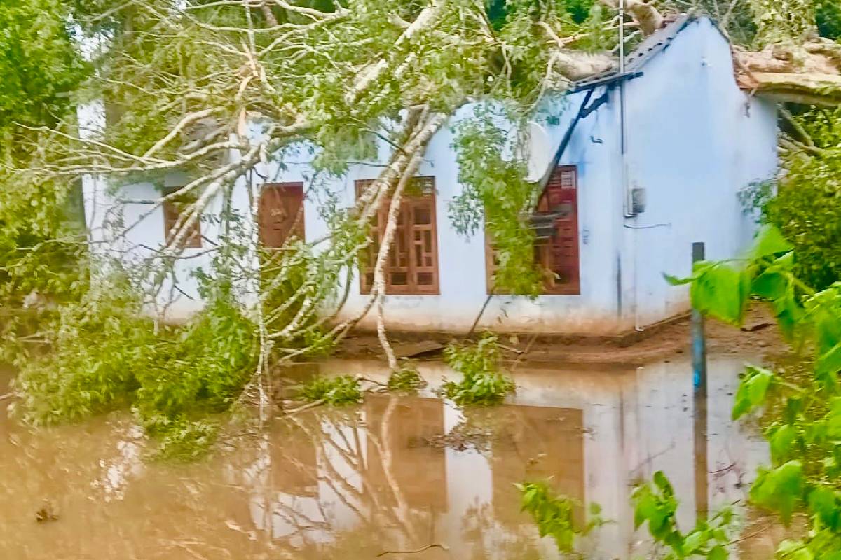 வவுனியாவில் வீட்டின் மீது வீழ்ந்த பாரிய மரத்தால் ஏற்பட்ட அனர்த்தம் | Tree Falls On House One Person Injured வவுனியாவில் வீட்டின் மீது வீழ்ந்த பாரிய மரத்தால் ஏற்பட்ட அனர்த்தம் | Tree Falls On House One Person Injured