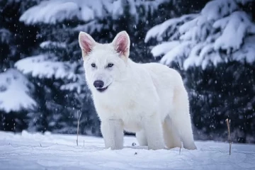 12,500 ஆண்டுகளுக்கு முன் அழிந்துபோன ஒரு உயிரினத்திற்கு உயிர் கொடுத்த ஆய்வாளர்