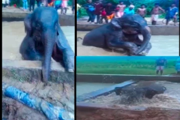 பூச்சிக்கொல்லி மருந்து தயாரிக்கும் தொட்டியில் தவறி விழுந்த யானைக்குட்டி!