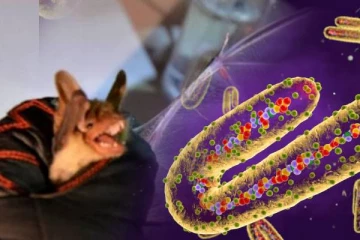 மிரட்டும் marburg வைரஸ்! அசைவ உணவுப்பிரியர்களுக்கு முக்கிய தகவல்