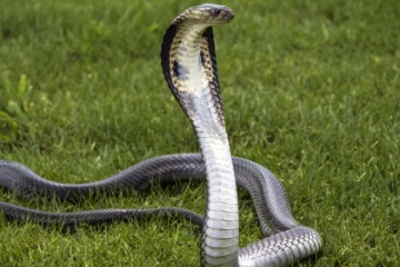 யாழில் பாம்பு தீண்டி குடும்பஸ்தர் உயிரிழப்பு