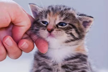 பூனைக்கு சாப்பாடு ஊட்டியே ரூ.72 லட்சம் சம்பாதித்த இளைஞன்