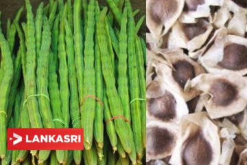 அடிக்கடி முருங்கை விதைகளை சாப்பிட்டால் இந்த பிரச்சினை எல்லாம் வராதாம்!