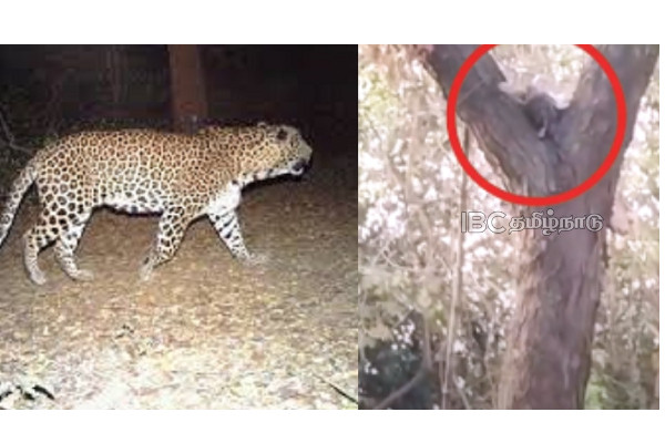 gujarat-viral-video-leopard