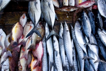 උත්සව සමයේ මාළු මිලට සිදු වූ දේ මෙන්න