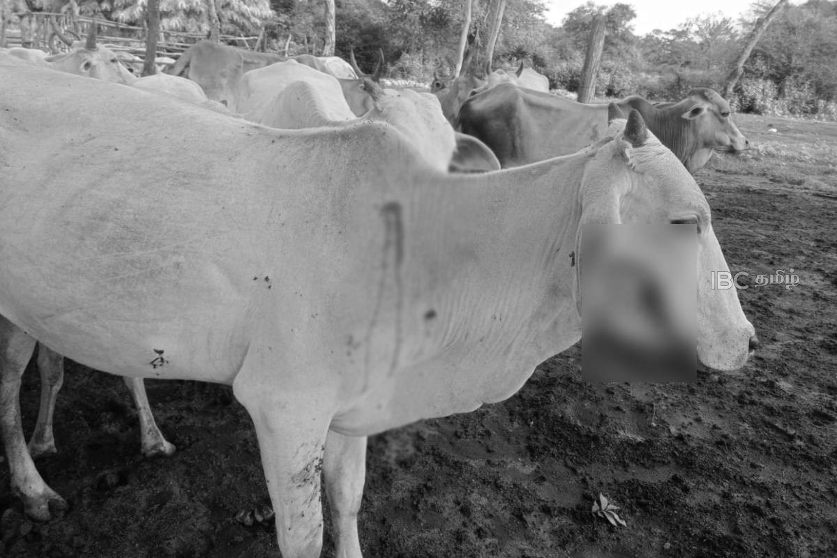 மயிலத்தமடுவில் தொடர்ந்தும் துப்பாக்கிச் சூட்டுக்கு இலக்கு வைக்கப்படும் பசுக்கள் | Cattle Continue Targeted By Gunfire Mailathamadu மயிலத்தமடுவில் தொடர்ந்தும் துப்பாக்கிச் சூட்டுக்கு இலக்கு வைக்கப்படும் பசுக்கள் | Cattle Continue Targeted By Gunfire Mailathamadu