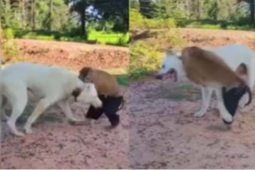 எஸ்கேப் ஆக நினைத்த நாய்... விடாமல் சண்டையிட்ட குரங்கின் பயங்கர சேட்டை