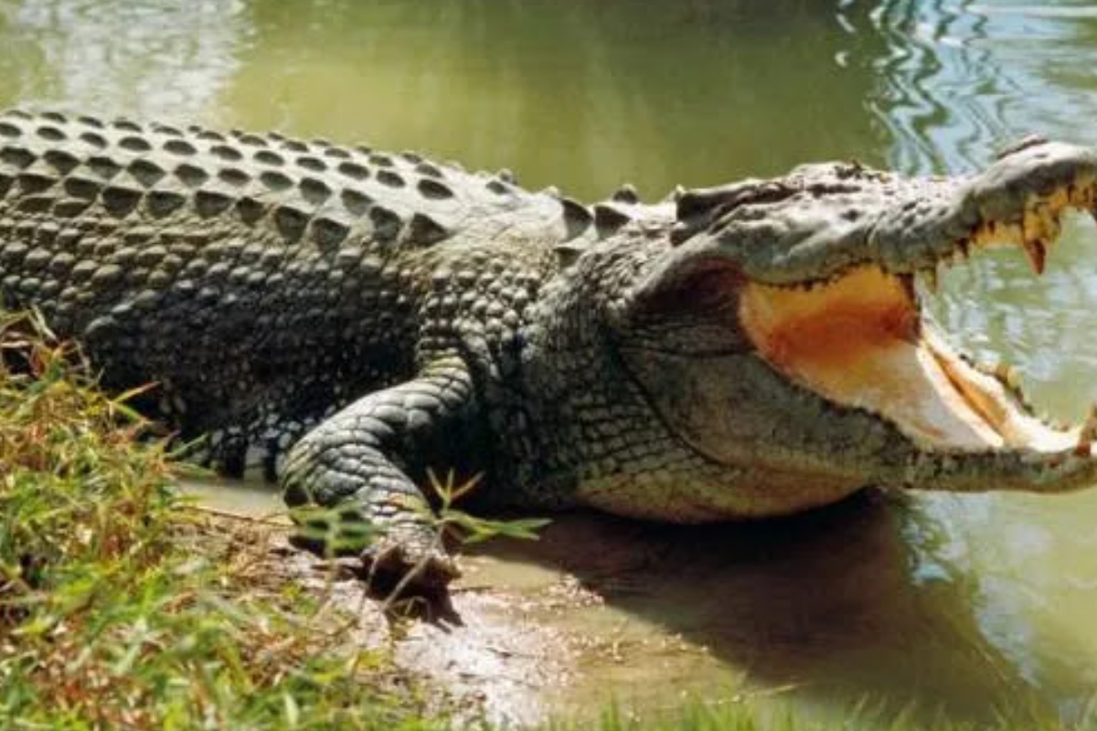 நீராட சென்ற சிறுமியை இழுத்துச் சென்ற முதலை! | Body Of A Girl Dragged By A Crocodile Recovered