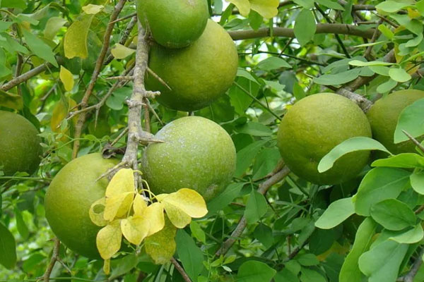 திருமண தடைகள் விலக வாழைமர வழிபாடு | Benefits Of Banana Tree Worship