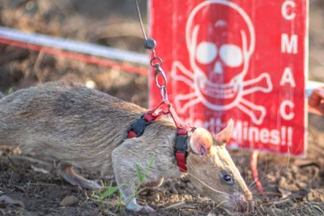 கண்ணிவெடிகளை இனங்கண்டு உலக சாதனை படைத்த எலி