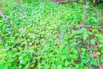 ගොටුකොළ කියලා හිතලා මේවා කන්න නම් හිතන්නවත් එපා - ගෙදර දැක්කත් මුල් පිටින් උදුරලා දාන්න