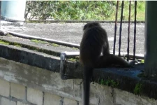 மஸ்கெலியாவில் குரங்குகளின் தொல்லை அதிகரிப்பு