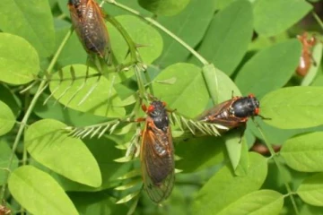 அதை தொட்டு கூட பார்க்காதீங்க.. எச்சரிக்கை விடுத்த உணவு கட்டுப்பாட்டு துறை!